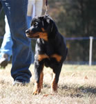 4-6 MONTH FEMALES: 0744 Darkstarrs Easy