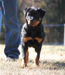 4-6 MONTH FEMALES: 0745 Darkstarrs Easy