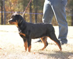 4-6 MONTH FEMALES: 0746 Darkstarrs Easy