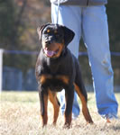 4-6 MONTH FEMALES: 0748 Laika Vom Weisselfenbein P