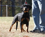 4-6 MONTH FEMALES: 0755 Azina Von Der Stark P