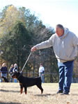 4-6 MONTH FEMALES: 0756 Darkstarrs I Aint Easy VP1
