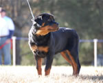 4-6 MONTH FEMALES: 0758 Darkstarrs I Aint Easy VP1