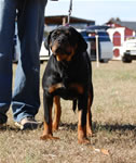 4-6 MONTH FEMALES: 0763 Arisa Von Der Stark P