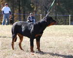 4-6 MONTH FEMALES: 0765s Aubrey Von Der Stark VP3