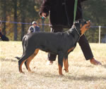 4-6 MONTH FEMALES: 0766s Aubrey Von Der Stark VP3