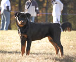 4-6 MONTH FEMALES: 0769 Darkstarrs Easy On The Eyes VP