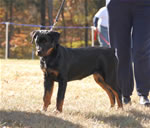 4-6 MONTH FEMALES: 0770 Darkstarrs Easy On The Eyes VP