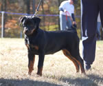 4-6 MONTH FEMALES: 0771 Darkstarrs Easy On The Eyes VP