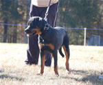 4-6 MONTH FEMALES: 0776 Rena Vom Rauberweg P