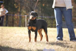 4-6 MONTH FEMALES: 0778 Girs Jule Von Warterr VP4
