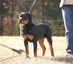4-6 MONTH FEMALES: 0779 Girs Jule Von Warterr VP4