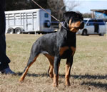 4-6 MONTH FEMALES: 0788 Imagine Barton Von Evman VP