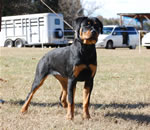 4-6 MONTH FEMALES: 0789 Imagine Barton Von Evman VP