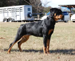 4-6 MONTH FEMALES: 0790 Imagine Barton Von Evman VP
