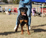 6-9 MONTH FEMALES: 0830 Kara Vom Drakkenfells VP4