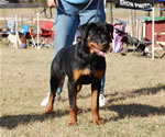 6-9 MONTH FEMALES: 0831 Kara Vom Drakkenfells VP4