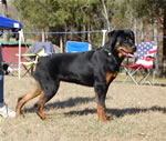 6-9 MONTH FEMALES: 0836 Kara Vom Drakkenfells VP4