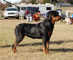 6-9 MONTH FEMALES: 0839 Krista Vom Krakkenfels VP