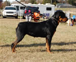 6-9 MONTH FEMALES: 0840 Krista Vom Krakkenfels VP