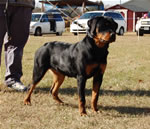 6-9 MONTH FEMALES: 0842 Krista Vom Krakkenfels VP