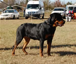6-9 MONTH FEMALES: 0846 Krista Vom Krakkenfels VP