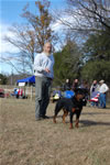 9-12 MONTH FEMALES: 0888 Gracie Vom Adlerstrom G