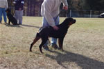 9-12 MONTH FEMALES: 0894 Ketta Vom Vollenhaus G