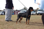 9-12 MONTH FEMALES: 0900 Perlita Crni Lotos P