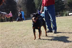 OPEN FEMALES: 1423 Guli Von Der Rod G