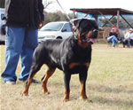 12-18 MONTH MALES: 0910 Karriems Tzar SG1