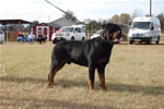 12-18 MONTH MALES: 0912 Karriems Tzar SG1