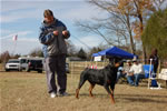 12-18 MONTH MALES: 0913 LL Guns N Roses Von Kayara SG2