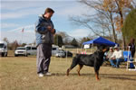 12-18 MONTH MALES: 0914 LL Guns N Roses Von Kayara SG2