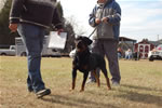 12-18 MONTH MALES: 0916 LL Guns N Roses Von Kayara SG2