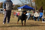 12-18 MONTH MALES: 0918 LL Guns N Roses Von Kayara SG2