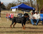 12-18 MONTH MALES: 0920 LL Guns N Roses Von Kayara SG2