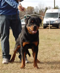 12-18 MONTH MALES: 0926 Zeppelin Von Landschaft SG4