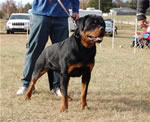 12-18 MONTH MALES: 0934 Zeppelin Von Landschaft SG4