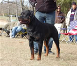 12-18 MONTH MALES: 0948 Redyre A Few Choice Words 4U SG