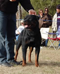 12-18 MONTH MALES: 0949 Redyre A Few Choice Words 4U SG