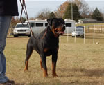 12-18 MONTH MALES: 0951 Redyre Choice Mahalo Bro SG