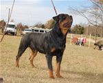 12-18 MONTH MALES: 0956 Redyre Choice Mahalo Bro SG
