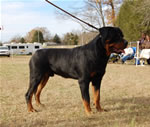 12-18 MONTH MALES: 0958 Redyre Choice Mahalo Bro SG