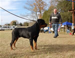 12-18 MONTH MALES: 0960 Redyre Choice Mahalo Bro SG