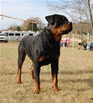 12-18 MONTH MALES: 0962 Redyre Choice Mahalo Bro SG