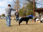 12-18 MONTH MALES: 0963 Boris Von Landschaft SG3