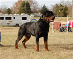 12-18 MONTH MALES: 0966 Boris Von Landschaft SG3