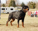 12-18 MONTH MALES: 0967 Boris Von Landschaft SG3