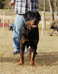 12-18 MONTH MALES: 0970 Boris Von Landschaft SG3